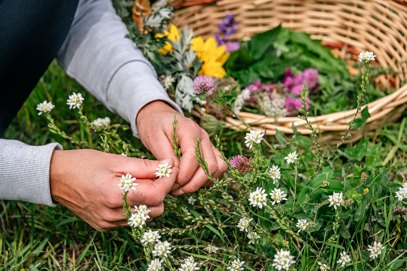 Essbare Wildkraeuter Fruehling